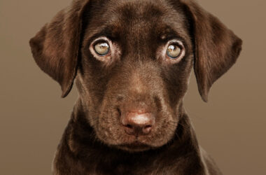Labrador czekoladowy - opis rasy