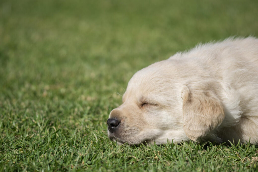 Jak długo rośnie labrador