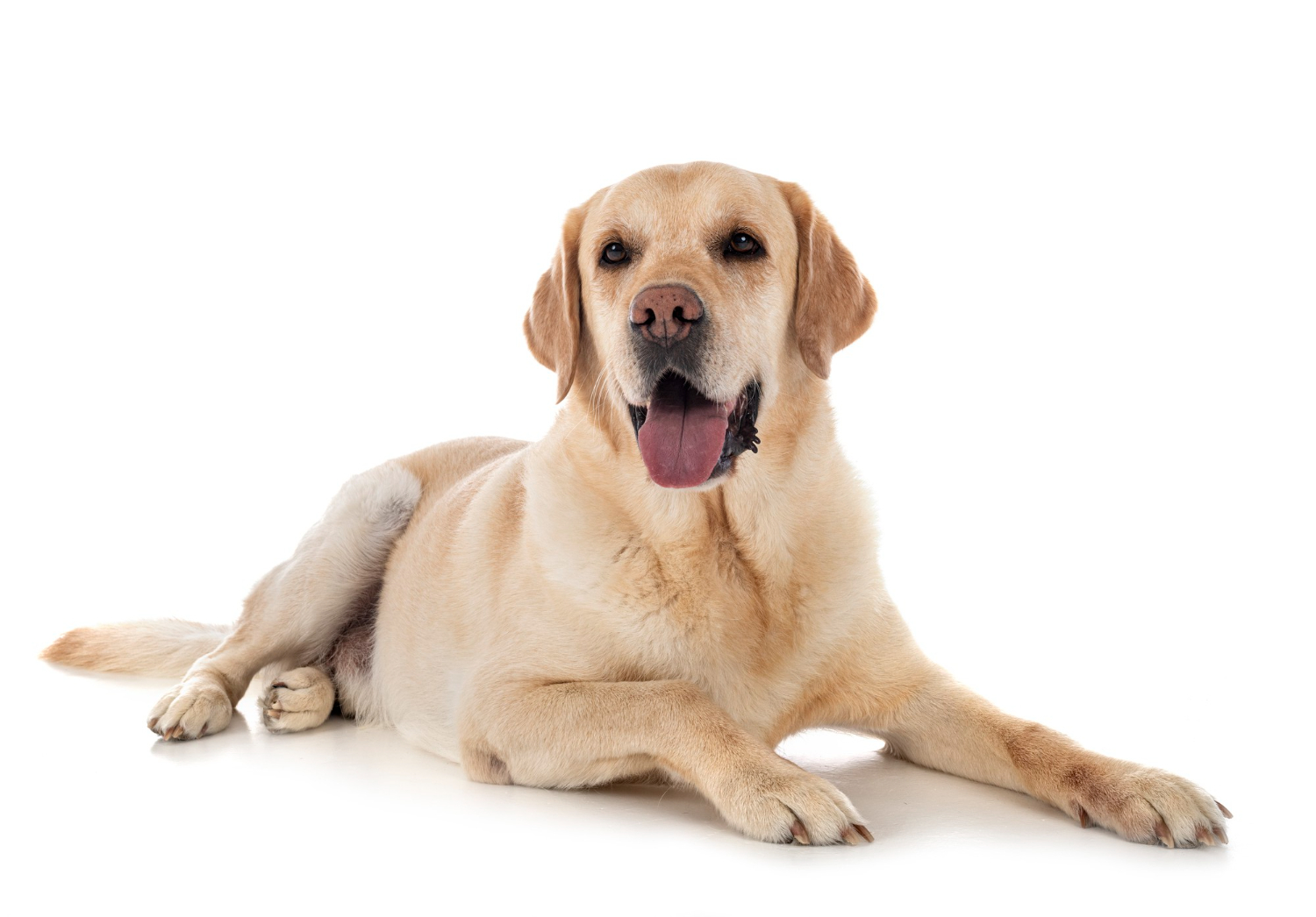 Labrador – pies czy suka?