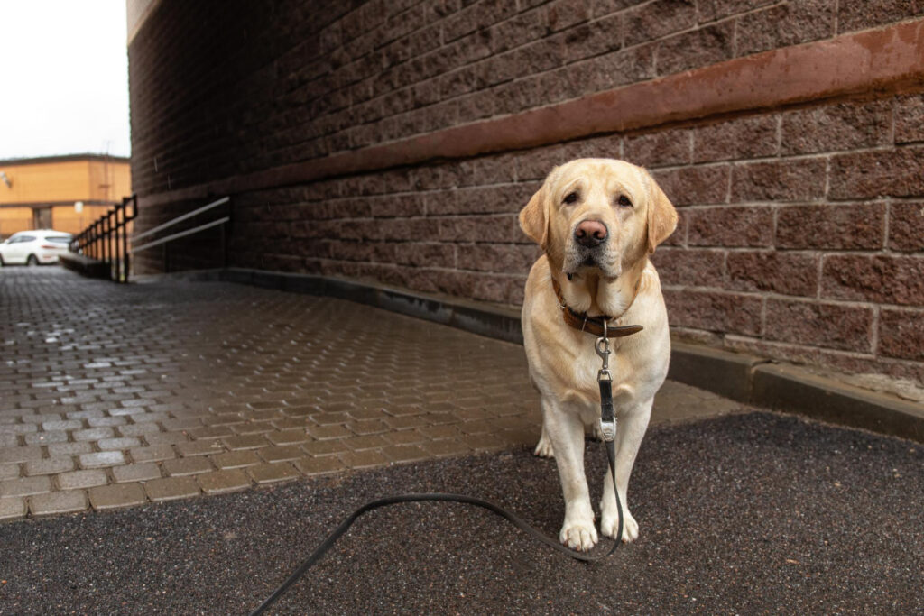 Którą rasę wybrać - owczarek szwajcarski czy labrador?