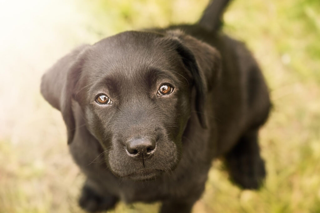Którą rasę wybrać labrador rottweiler