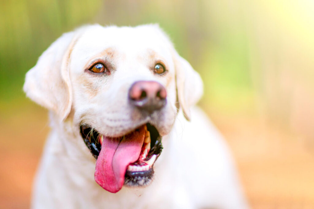 Którą rasę wybrać - labrador czy beagle?