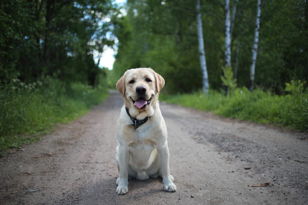 Którą rasę wybrać cavalier king charles spaniel czy labrador