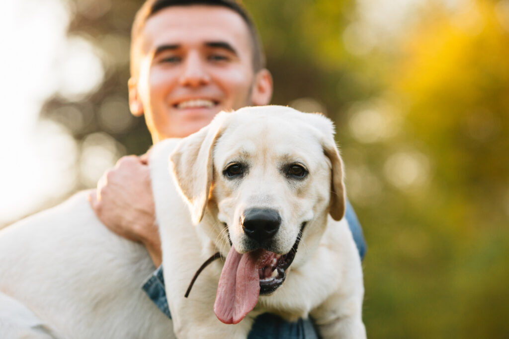 Jak dostoswać labradora do spania w budzie?