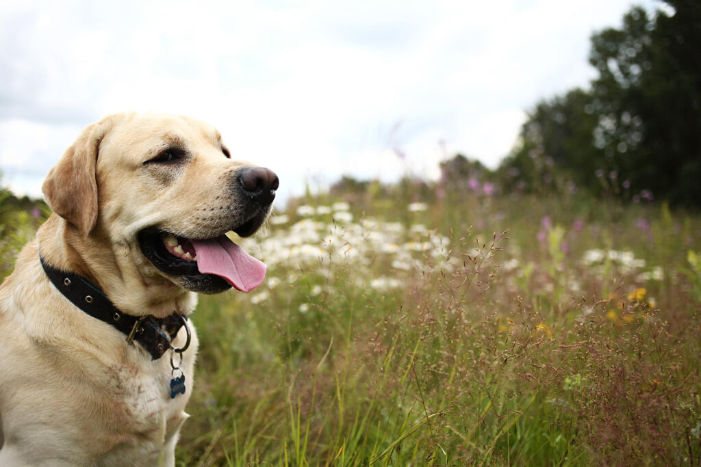 Którą rasę wybrać - labrador czy cocker spaniel?