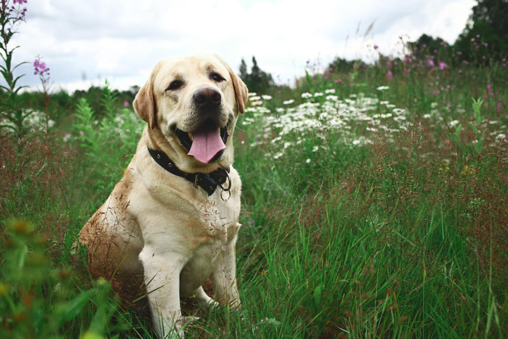 Wszystko o mieszańcu labrador z bernardynem