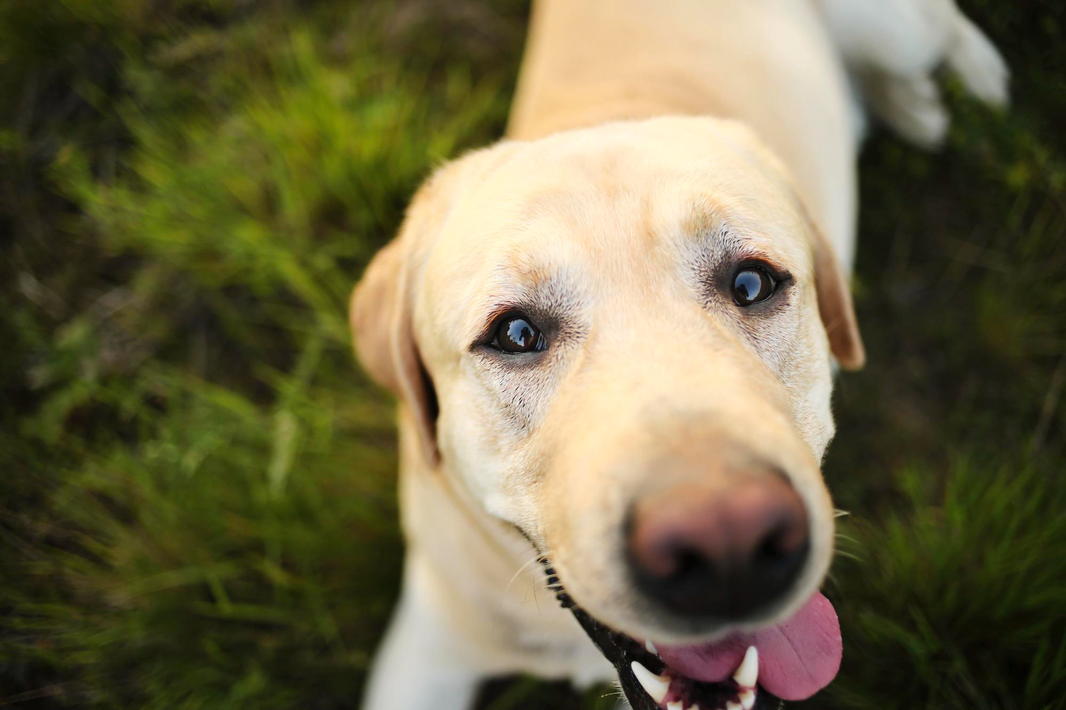 Którą rasę wybrać - maltanczyk czy labrador?