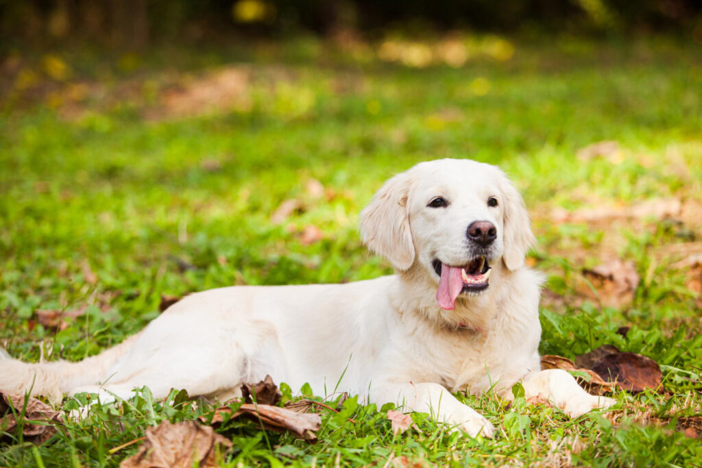 Jak nauczyć posłuszeństwa labradora?
