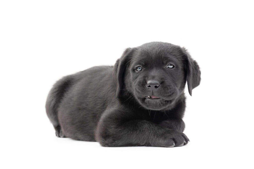 Wszystko o mieszańcu labrador z border collie