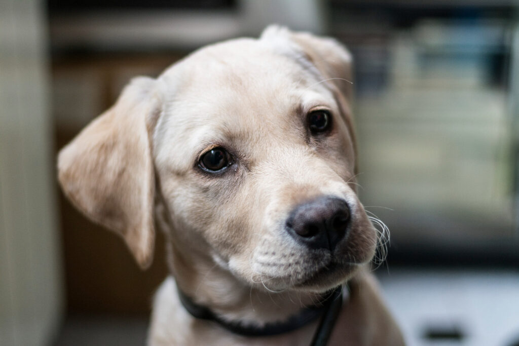 Jak czyścić uszy labradorowi?