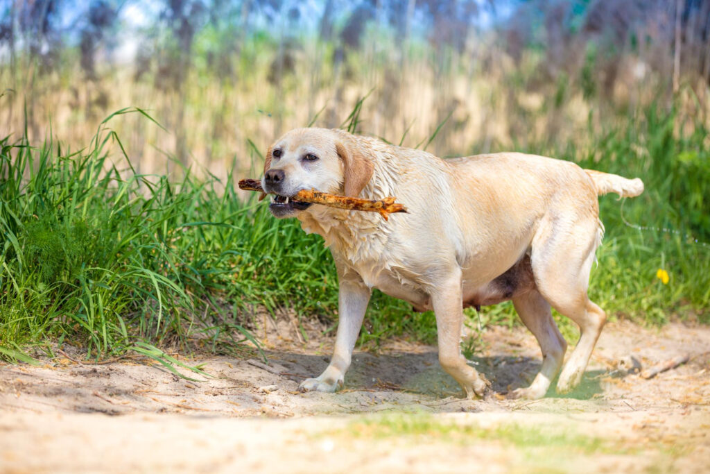 Którą rasę wybrać labrador czy owczarek podhalański