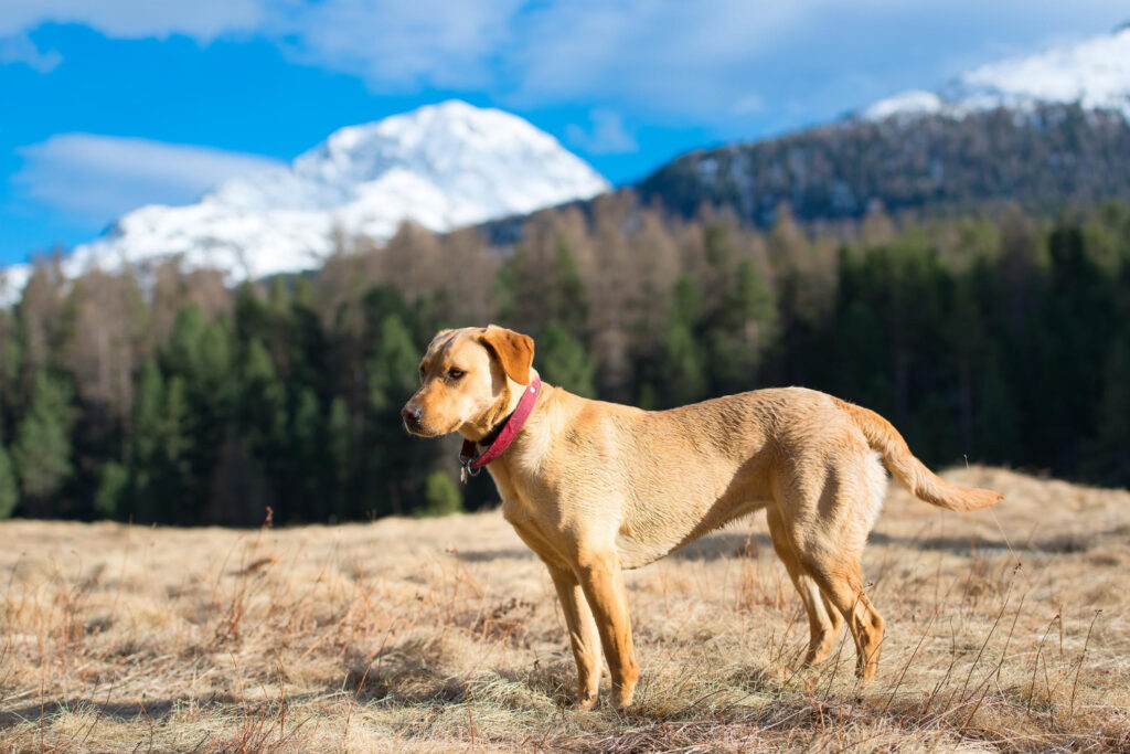 Kiedy szczepić labradora?