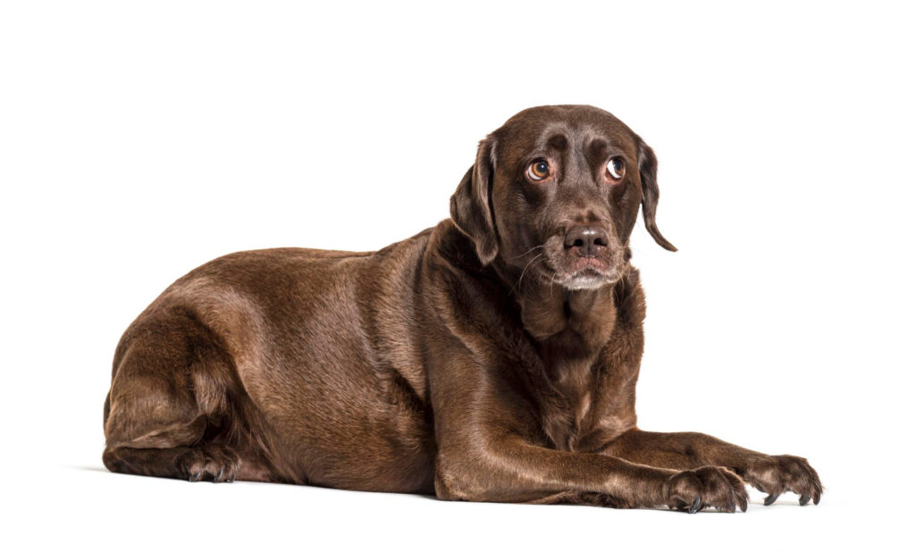 Którą rasę wybrać - bokser czy labrador?